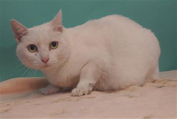 adoptable Cat in Gardena, CA named TOFU