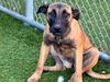 adoptable Dog in Gardena, CA named COOKIE