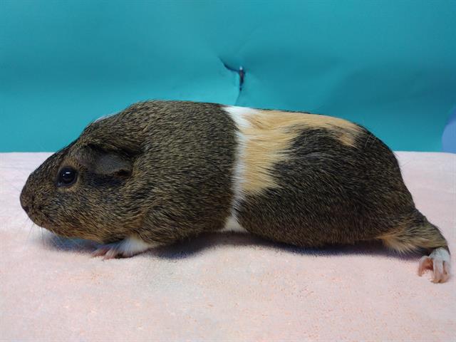 adoptable Guinea Pig in Gardena, CA named SQUEAKERS