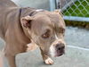 adoptable Dog in Gardena, CA named LUCY