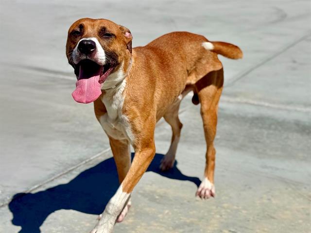 adoptable Dog in Gardena, CA named MAX