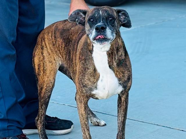 adoptable Dog in Gardena, CA named WEDNESDAY