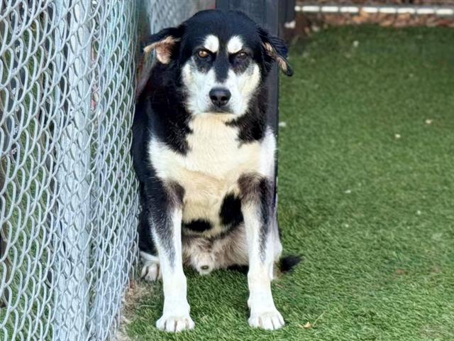 adoptable Dog in Gardena, CA named SIR