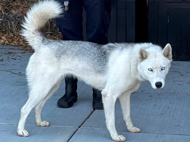 adoptable Dog in Gardena, CA named JESSE J