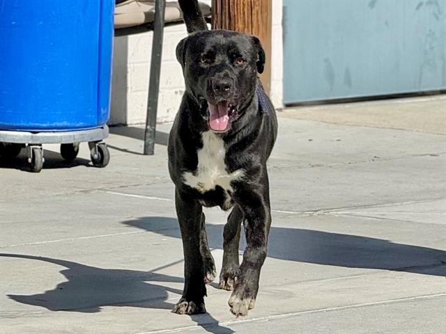 adoptable Dog in Gardena, CA named MOJITO