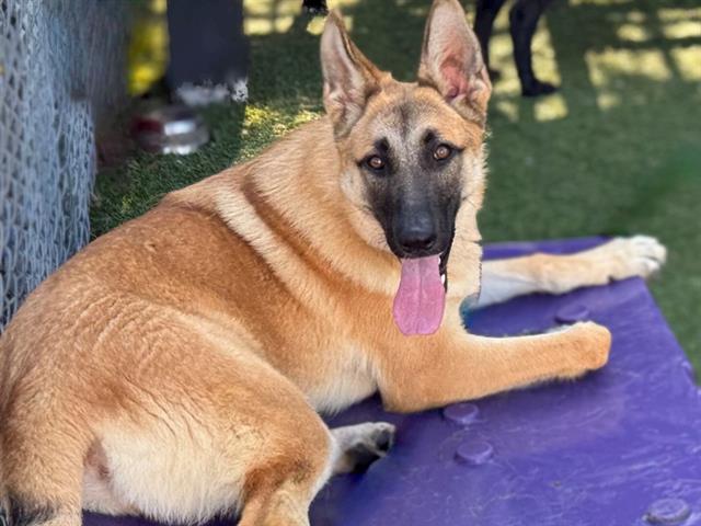 adoptable Dog in Gardena, CA named LOTTI