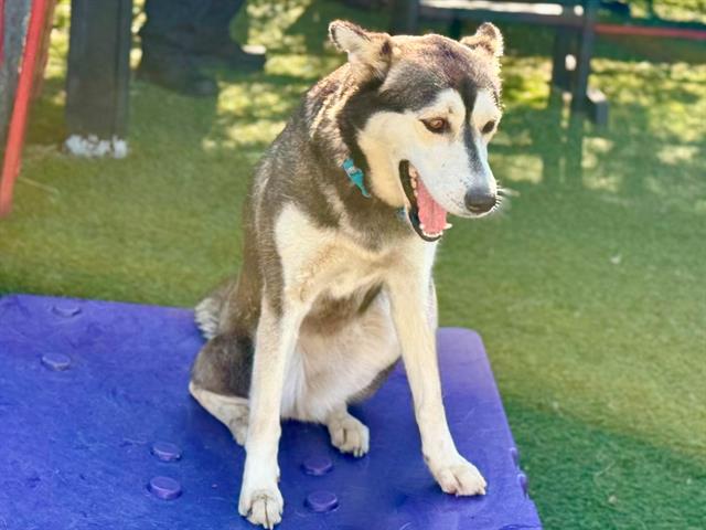 adoptable Dog in Gardena, CA named ALASKA