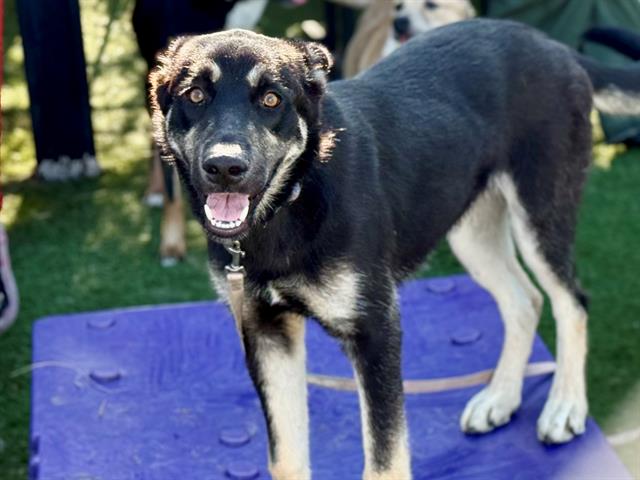 adoptable Dog in Gardena, CA named NEBRASKA