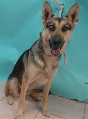 adoptable Dog in Gardena, CA named SASHA