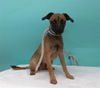 adoptable Dog in  named NERON