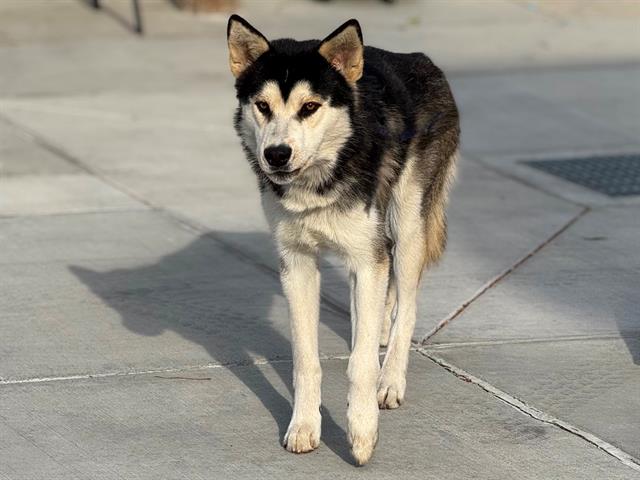 adoptable Dog in Gardena, CA named CREAM CHEESE