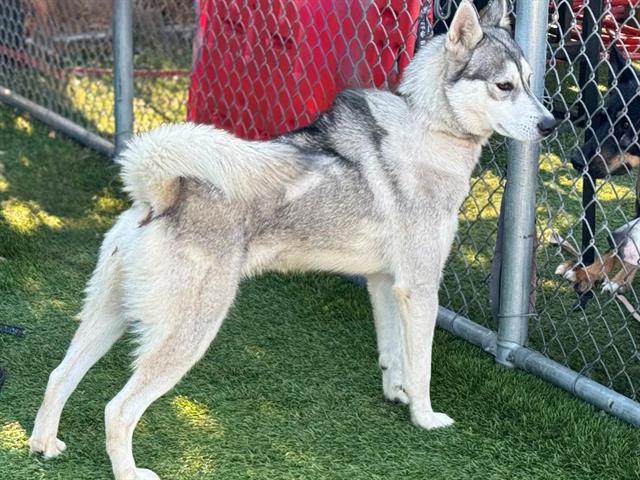 adoptable Dog in Gardena, CA named CARLOS