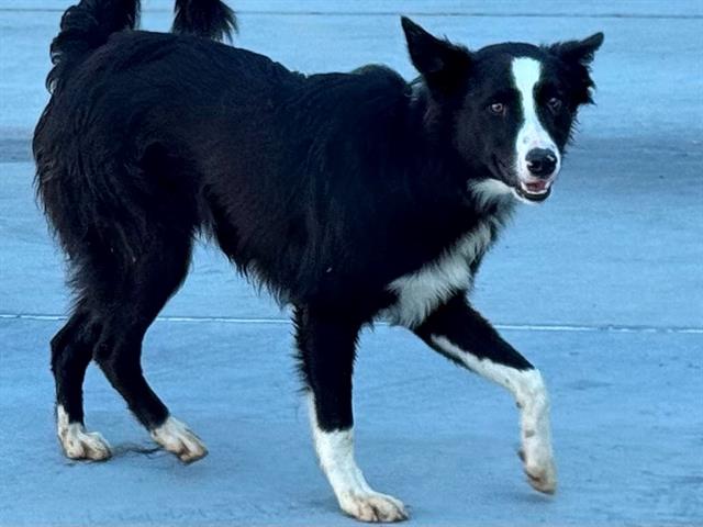 adoptable Dog in Gardena, CA named PILOT