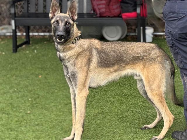 adoptable Dog in Gardena, CA named HANK