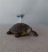 adoptable Turtle in  named A5658672