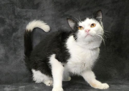 picture of the cat needing adoption