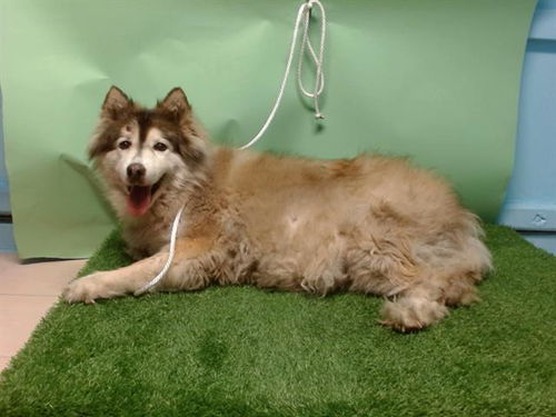 picture of the dog needing adoption