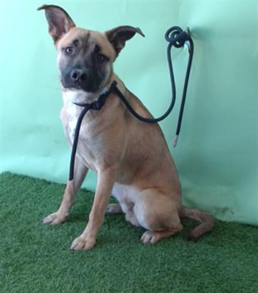picture of the dog needing adoption