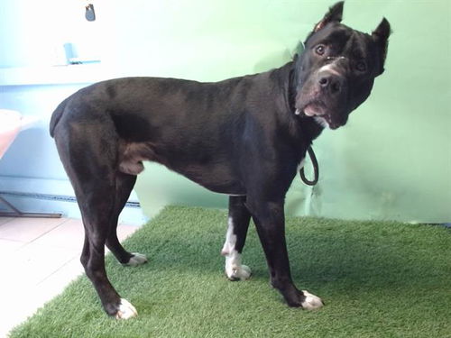picture of the dog needing adoption
