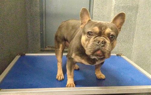 picture of the dog needing adoption