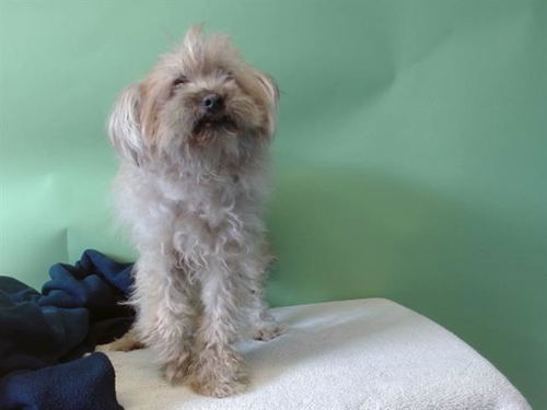 picture of the dog needing adoption