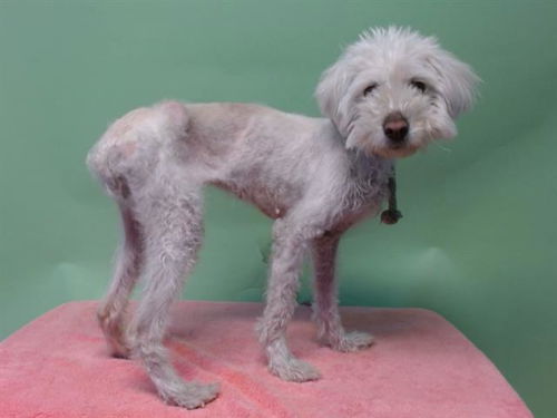 picture of the dog needing adoption