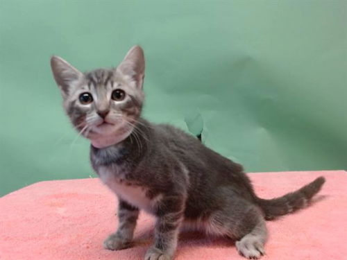picture of the cat needing adoption