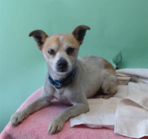 picture of the dog needing adoption