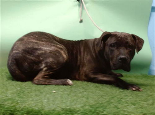 picture of the dog needing adoption
