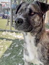 adoptable Dog in  named GUNTHER