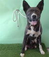 adoptable Dog in  named LYRA