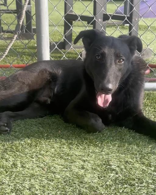 adoptable Dog in Gardena, CA named OLLIE