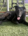 adoptable Dog in  named OLLIE
