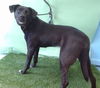 adoptable Dog in  named NALA