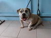 adoptable Dog in  named PETUNIA