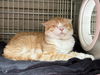 adoptable Cat in Gardena, CA named LUNIE