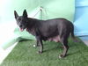adoptable Dog in Gardena, CA named LYLA