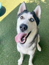 adoptable Dog in Gardena, CA named BLAZE