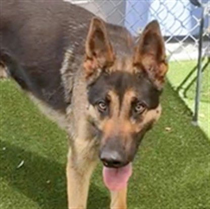 adoptable Dog in Gardena, CA named KRATOS