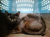 adoptable Cat in Gardena, CA named BROCK