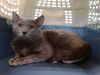 adoptable Cat in Gardena, CA named SHADOW