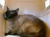 adoptable Cat in Gardena, CA named FELIX
