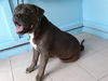 adoptable Dog in Gardena, CA named THOR