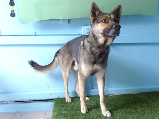 adoptable Dog in Gardena, CA named HENRY