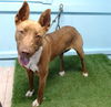 adoptable Dog in  named BRODEN