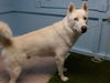 adoptable Dog in Gardena, CA named PALMER