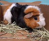 adoptable Guinea Pig in  named PUA