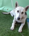 adoptable Dog in  named TRACKER