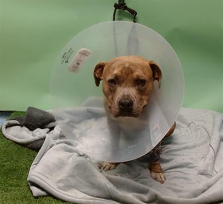 adoptable Dog in Gardena, CA named ZIGGY