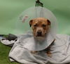 adoptable Dog in Gardena, CA named ZIGGY